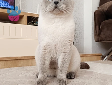 British shorthair