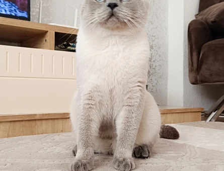 British shorthair - 118981361