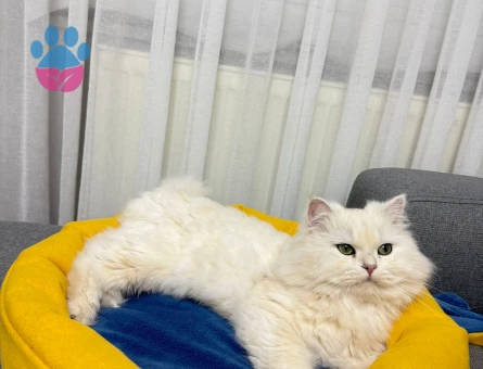 OĞLUMUZ İÇİN EŞ ARIYORUZ