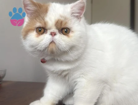 Yakışıklı oğlumuz Limon'a eş arıyoruz 🥰