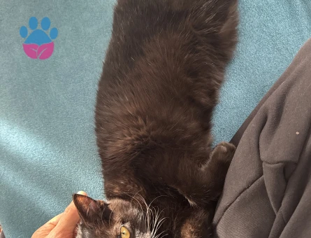 7 AYLIK OĞLUMA EŞ ARIYORUM