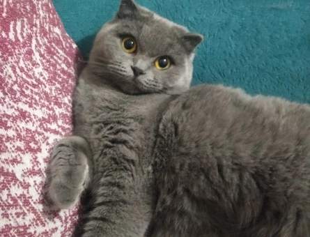 Scottish Fold 4 Yaşında Kedim Eş Arıyor - 118981377