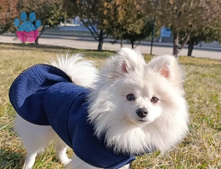 Pomeranian Boo 1 Yaşında Oğluma Eş Arıyorum