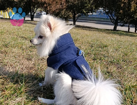 Pomeranian Boo 1 Yaşında Oğluma Eş Arıyorum