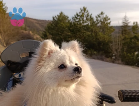 Pomeranian Boo 1 Yaşında Oğluma Eş Arıyorum