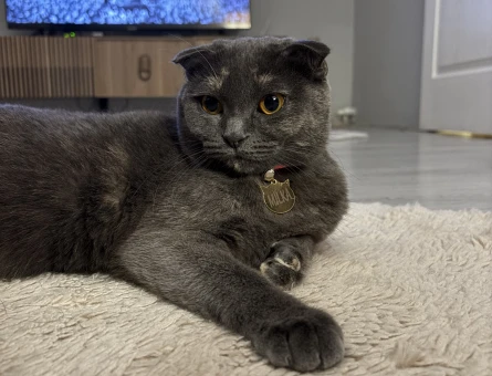 Scottish Fold 1 Yaşında Eş Arıyor - 118974441
