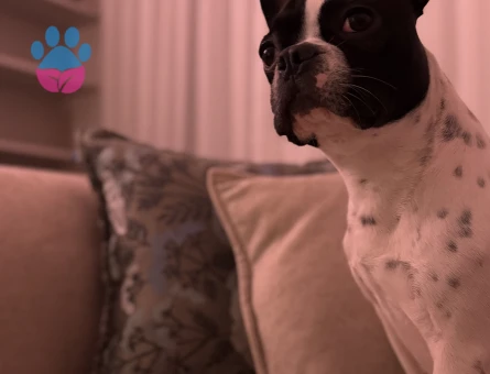 French Bulldog 10 Aylık Dice Eş Arıyor
