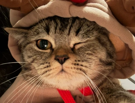 Safkan british shorthair kedime british eş arıyorum - 118974445