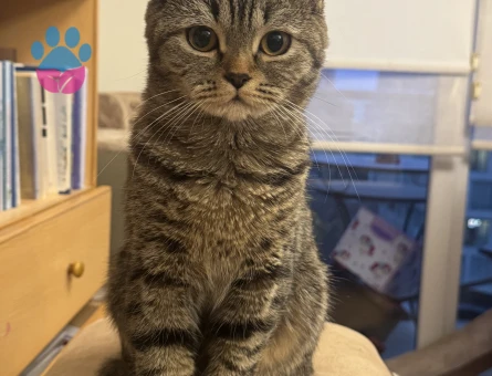 Safkan british shorthair kedime british eş arıyorum
