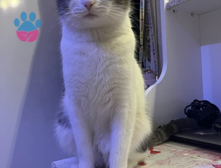 Tekir 1,5 Yaşında Şıpıdığa Eş Arıyorum