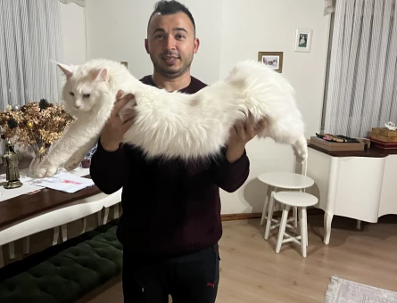 Maine Coon Pamuk Eş Arıyor 1,5 Yaşında - 118974448