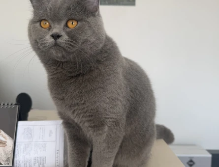 British Shorthair 11 Aylık Kedim Eş Arıyor - 118974449