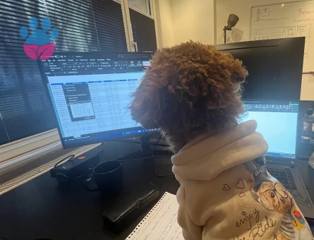 1 Yaşında Red Brown Toy Poodle Damat Adayı