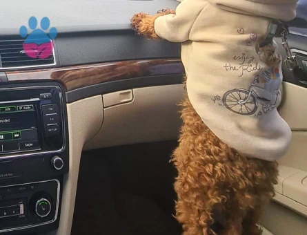 1 Yaşında Red Brown Toy Poodle Damat Adayı