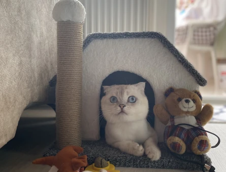 Scottish fold oğluma eş arıyorum - 118974453
