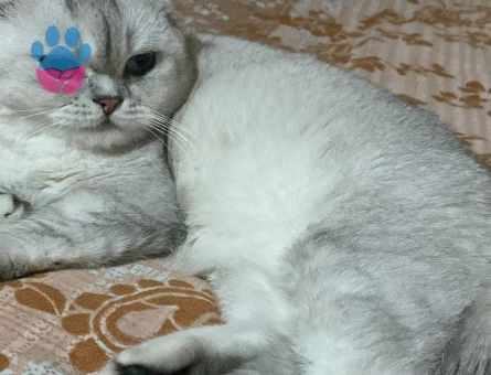 Scottish fold oğluma eş arıyorum