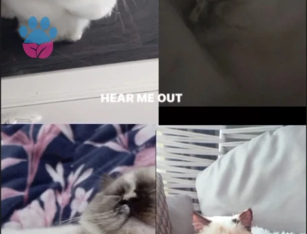 British Shorthair 1 Yaşında Kedim Eş Arıyor