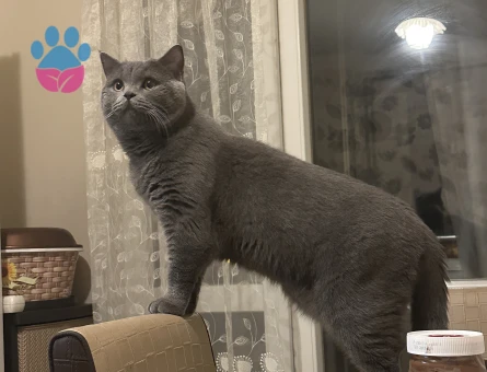 Kızgınlıkta olan oğluma dişi arıyorum