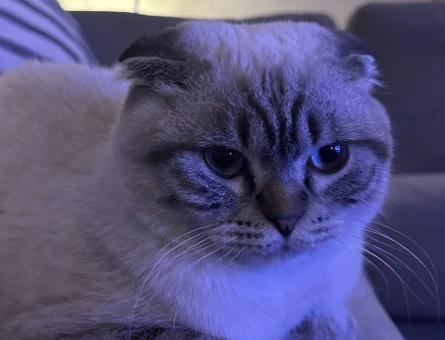 Scottish Fold 1 Yaşında Erkek Kızgınlıkta - 118974458