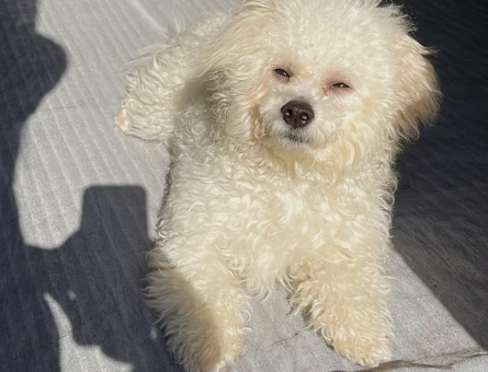 Maltese Terrier 1 Yaşında Eş Arıyor - 118974459