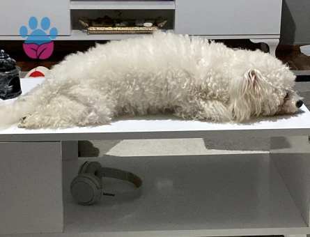 Maltese Terrier 1 Yaşında Eş Arıyor