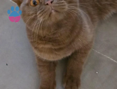 Kızıma Yakışıklı Bir Erkek Arıyorum
