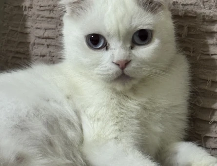 Scottish Fold 2 Yaşında Eş Arıyor - 118974464