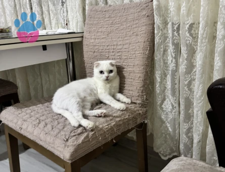 Scottish Fold 2 Yaşında Eş Arıyor