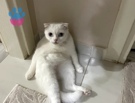 Scottish Fold 2 Yaşında Eş Arıyor