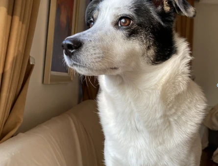 Erkek köpeğim için eş arıyorum - 118974466