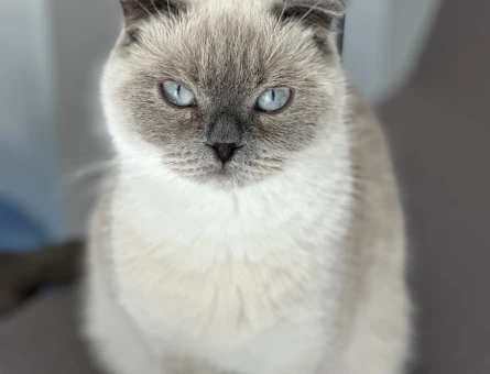 British Shorthair 1 Yaşında Dişi - 118974467