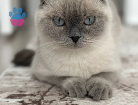 British Shorthair 1 Yaşında Dişi