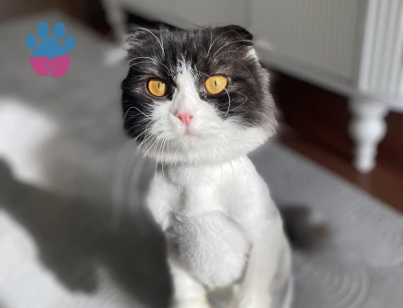 🐾 SAFKAN SCOTTISH FOLD ERKEK –DİŞİ EŞ ARANIYOR 🐾