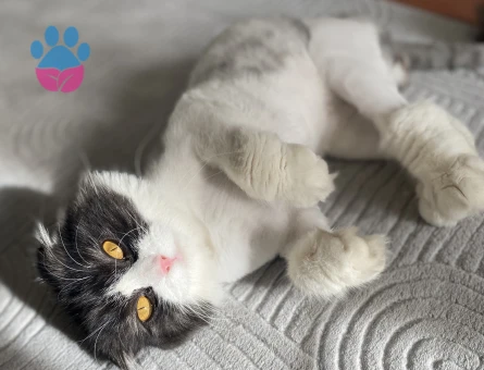 🐾 SAFKAN SCOTTISH FOLD ERKEK –DİŞİ EŞ ARANIYOR 🐾
