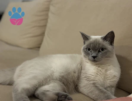 Matcha British Shorthair