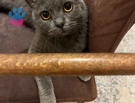 British Shorthair Kızımıza Eş Arıyoruz