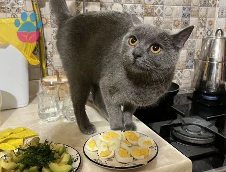 British Shorthair Kızımıza Eş Arıyoruz