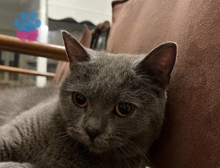 British Shorthair Kızımıza Eş Arıyoruz