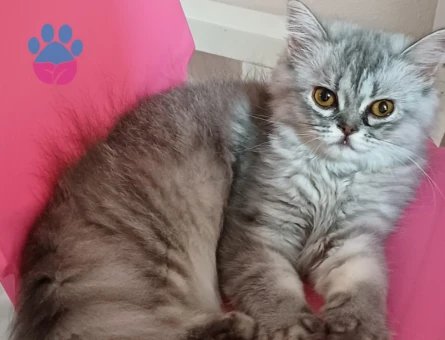 BRİTİSH LONGHAİR KİZİMİZA EŞ ARIYORUZ