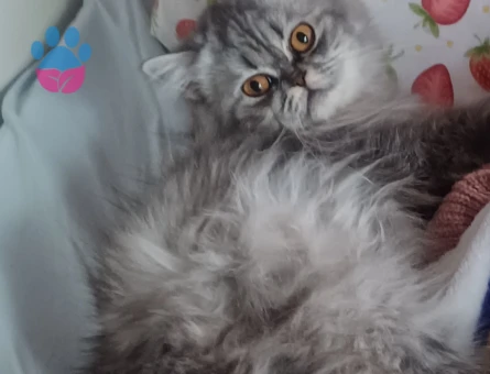 BRİTİSH LONGHAİR KİZİMİZA EŞ ARIYORUZ