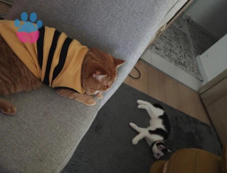 Oğlum garfield için eş arıyorum