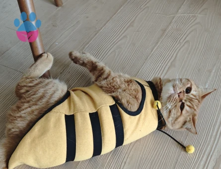 Oğlum garfield için eş arıyorum