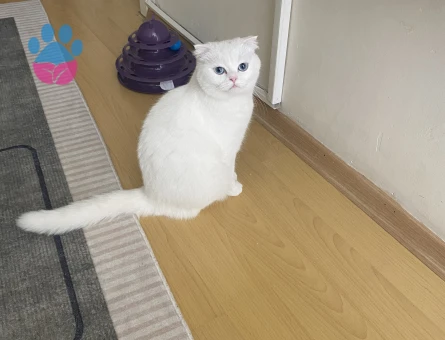 Scottish kızımıza damat arıyoruz