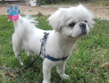 2 yaşındaki Pekinez Oğluma Eş Arıyorum