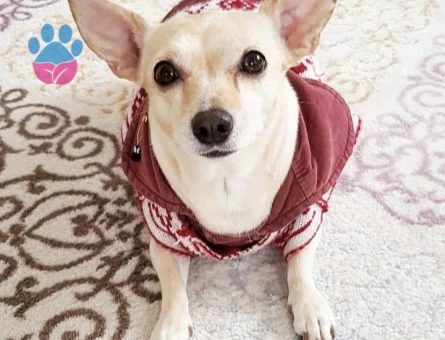 Chihuahua Kızıma Eş Arıyorum