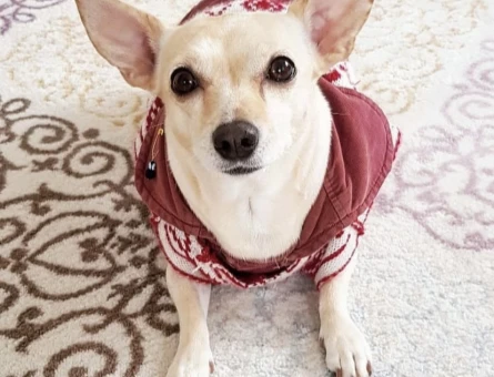 Chihuahua Kızıma Eş Arıyorum - 118963294