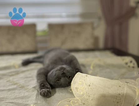 British Shorthair 1 Yaşında Kedim Eş Arıyor