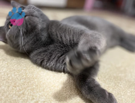 British Shorthair 1 Yaşında Kedim Eş Arıyor