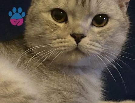 British Shorthair Oğlumuza Eş Arıyoruz