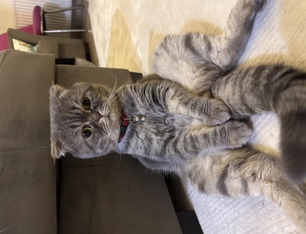 Scottish Fold Acil Gelin Adayı Arıyorum - 118963311